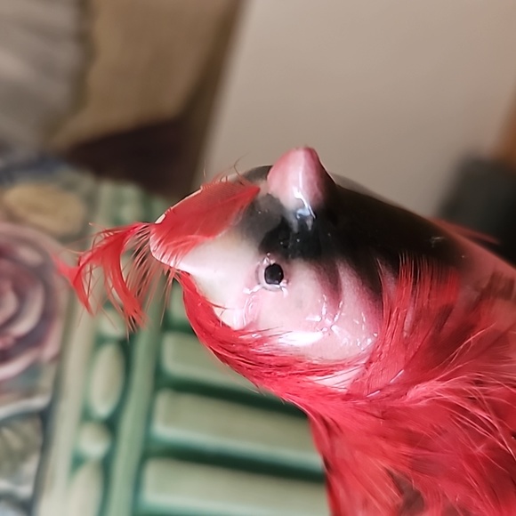 Red 🪭 CARDINAL bird 🌹 - Picture 3 of 10